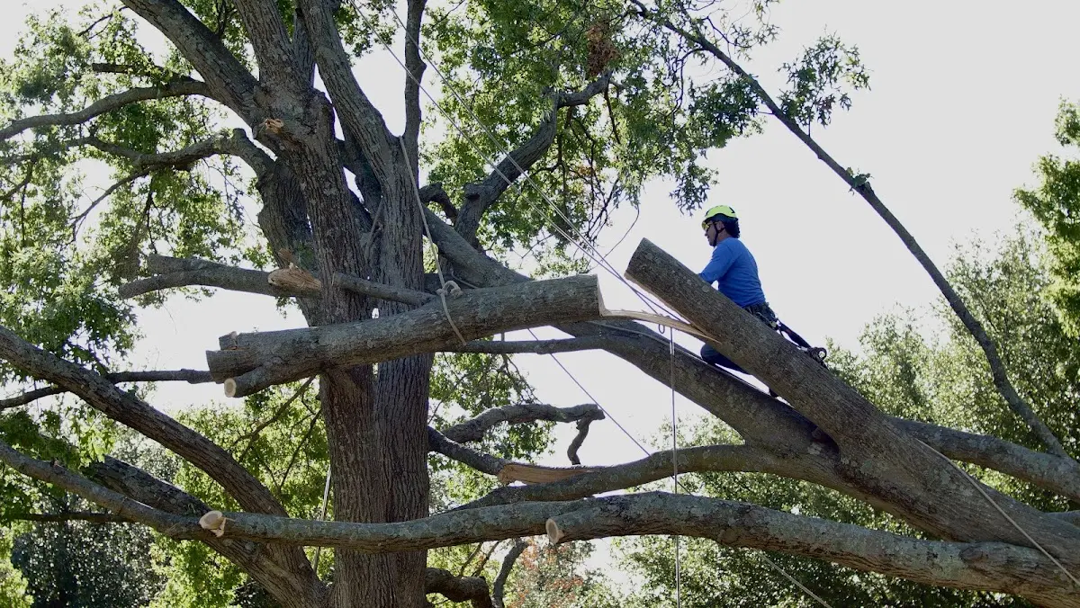 Professional Crown Thinning performed by certified arborists in Peacham